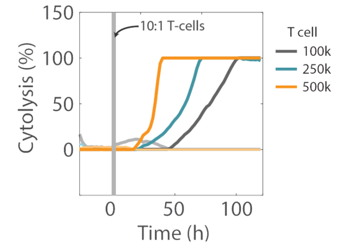 T Cell-Mediated Cytolysis of Glioblastoma using Maestro Z Real